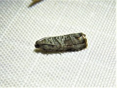 Grapholita packardi