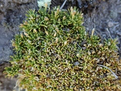 Scleranthus