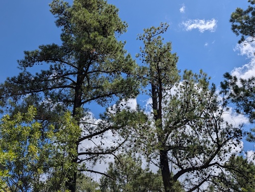 Pinus leiophylla observed 2026-09-09
