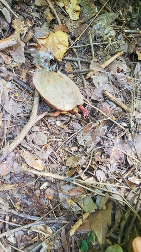 Painted Wood Turtle (Rhinoclemmys pulcherrima)
