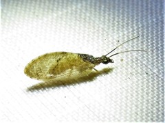 Sympherobius barberi