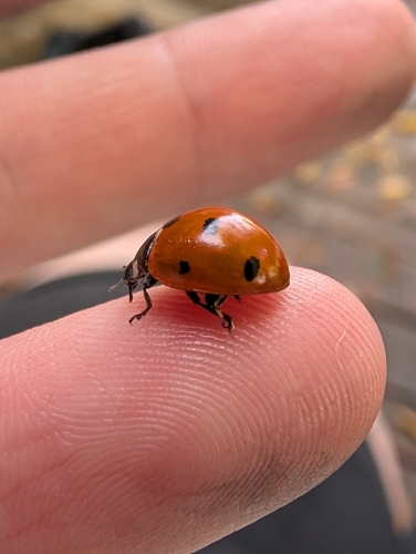 Seven-spotted Lady Beetle
