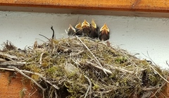 Phoenicurus ochruros