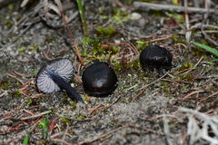 Entoloma moongum