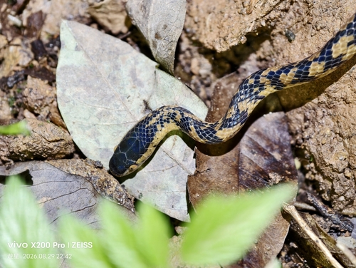 Photo of a Black Snail-eating Snake (Pareas niger)