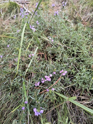 Satureja subspicata