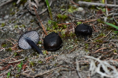 Entoloma moongum