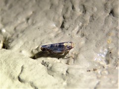 Scaphoideus pullus