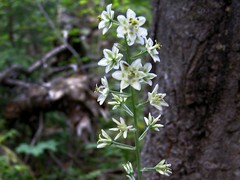 Anticlea elegans