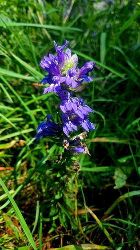 great blue lobelia