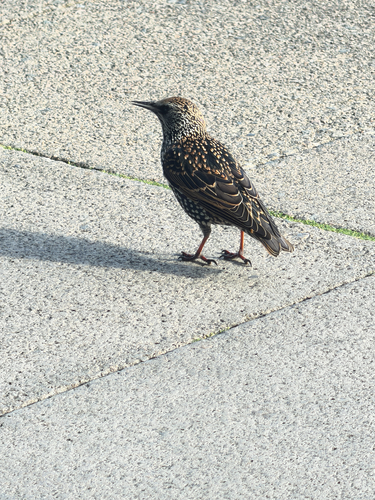 European Starling