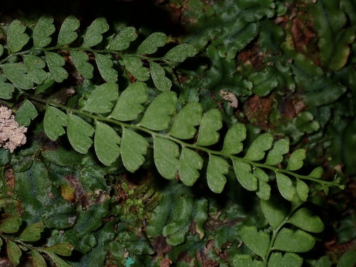 Osmolindsaea odorata
