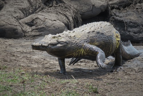 Nile Crocodile