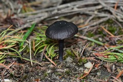 Entoloma moongum