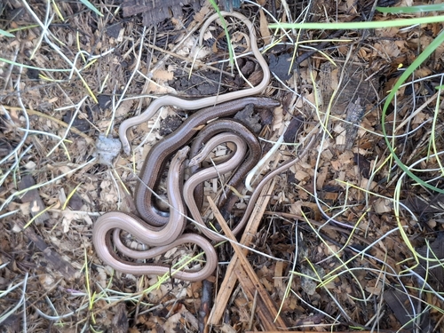 Common Slowworm