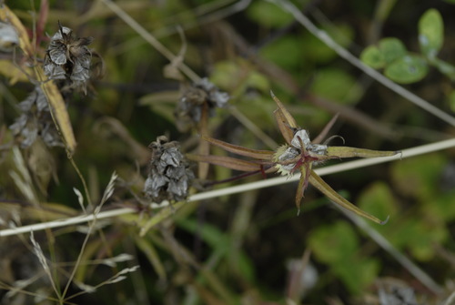 Melampyrum cristatum, photograph 6