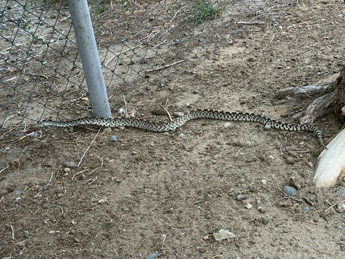 Bullsnake