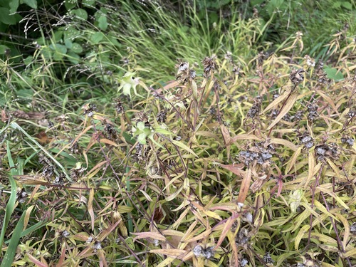 Melampyrum cristatum, photograph 5