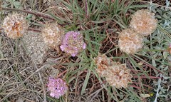 Armeria maritima californica