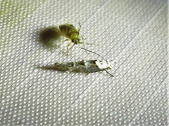 Mompha murtfeldtella