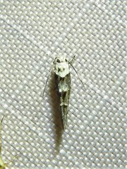 Mompha murtfeldtella