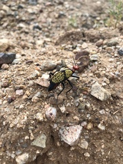 Tegrodera aloga