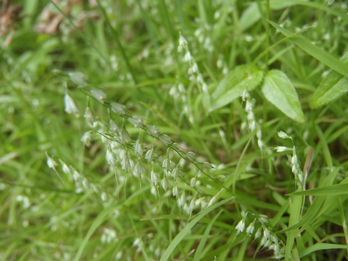 Muhlenbergia uniseta, 2026-09-09