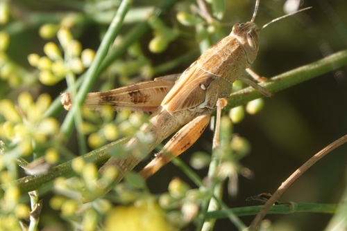 Mediterranean Splendid Grasshopper