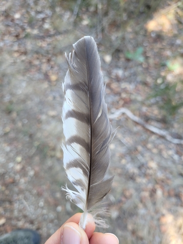 Plume de Épervier d'Europe