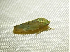 Ponana quadralaba