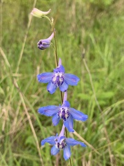 Delphinium carolinianum
