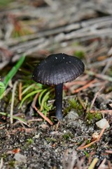 Entoloma moongum