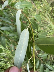 Salix triandra, photograph (c) C. Oppermann, some rights reserved (CC BY-SA)