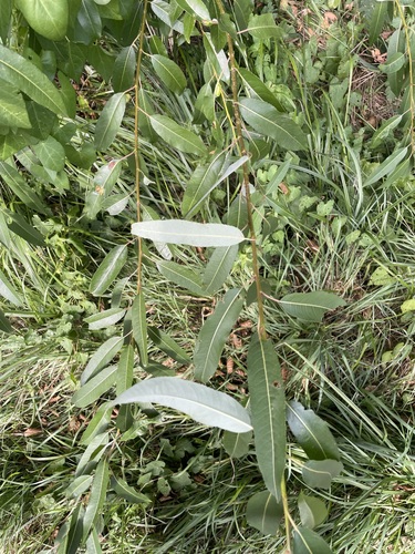 Salix triandra, photograph 4