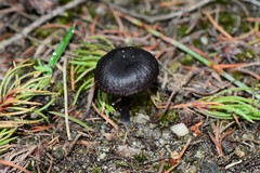 Entoloma moongum