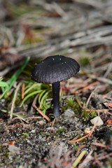 Entoloma moongum