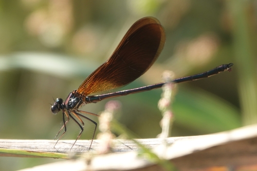 Copper Demoiselle