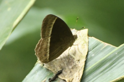 Mycalesis sudra
