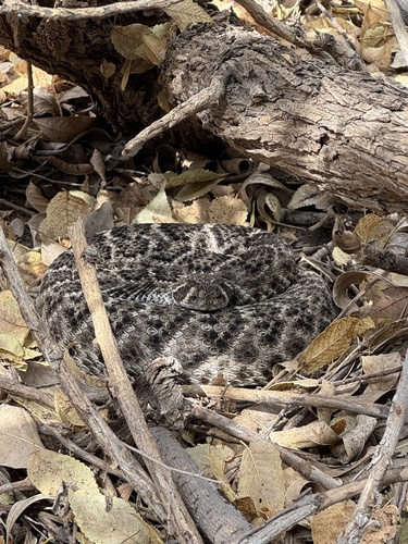 Western Diamond-backed Rattlesnake