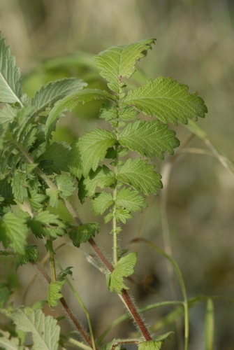 Agrimonia procera, photograph 3
