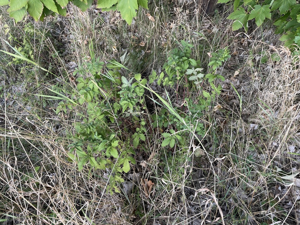 Agrimonia procera; photograph (c) C. Oppermann, some rights reserved (CC BY-SA)