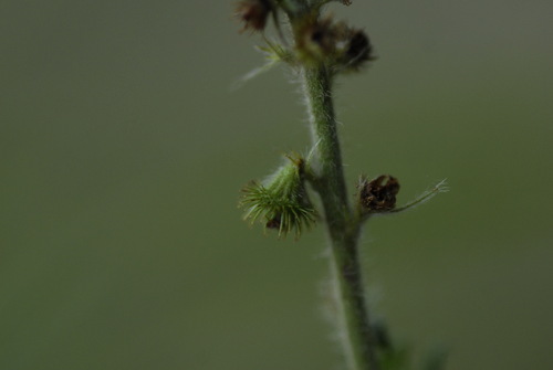 Agrimonia procera, photograph 4