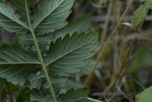 Agrimonia procera, photograph 5