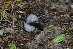 Entoloma moongum
