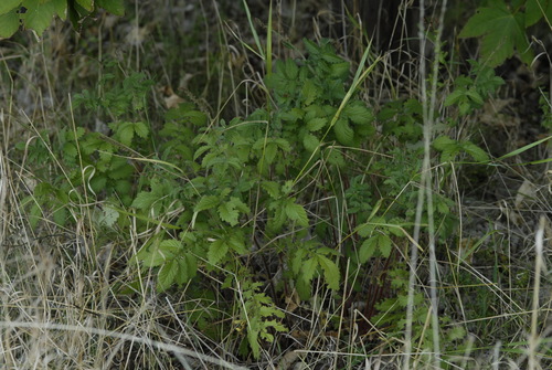 Agrimonia procera, photograph 6