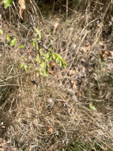 Allium oleraceum, photograph 3
