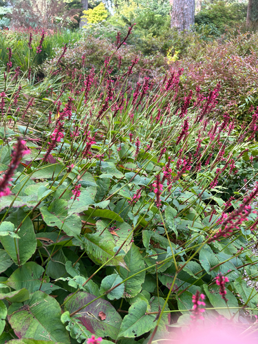 red bistort