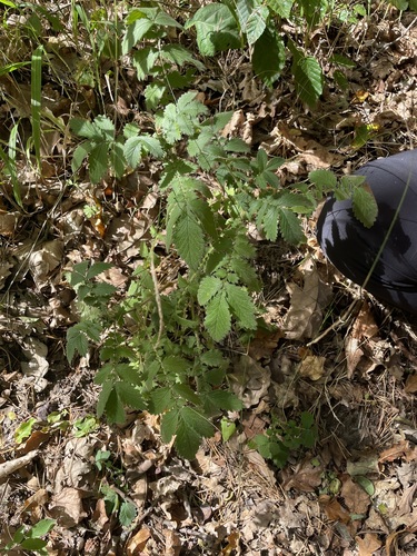 Agrimonia procera