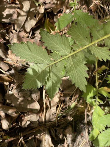 Agrimonia procera, photograph 2