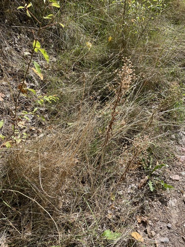 Allium oleraceum, photograph 4